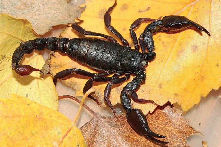 Escorpião da Amazônia (Brotheas amazonicus)