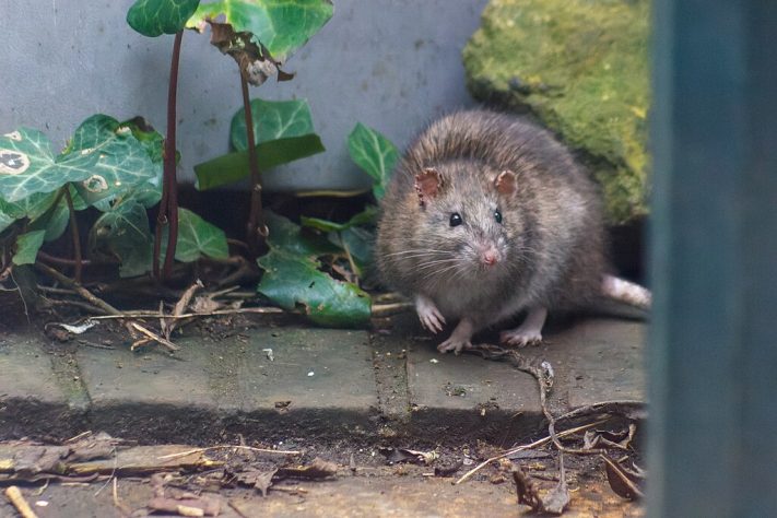rato-da-Noruega (Rattus norvegicus)