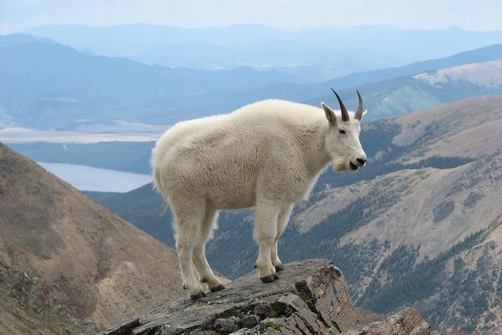 Nessa época, é comum ver marmotas, veados, águias e até cabras-da-montanha nos arredores. 