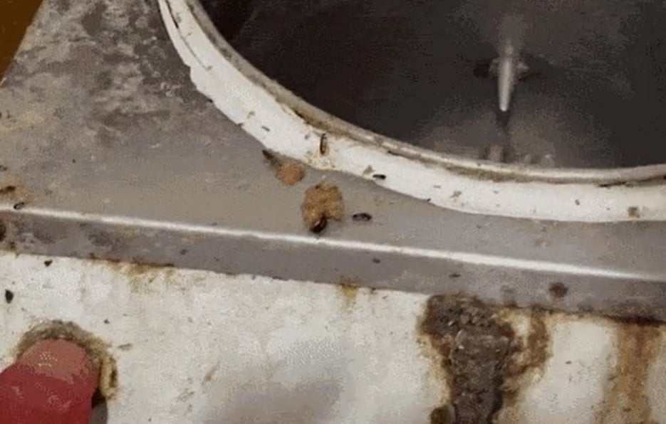 Eca: Fábrica clandestina cheia de baratas abastecia barraquinhas de salgados no Rio