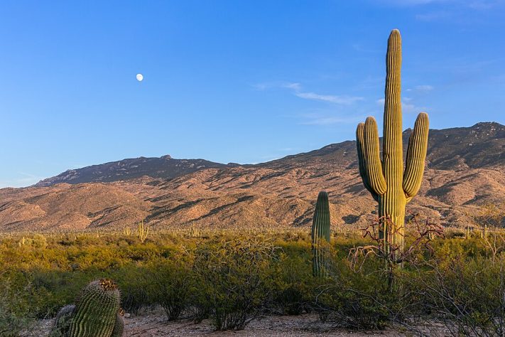 Deserto de Sonora, Arizona (EUA)