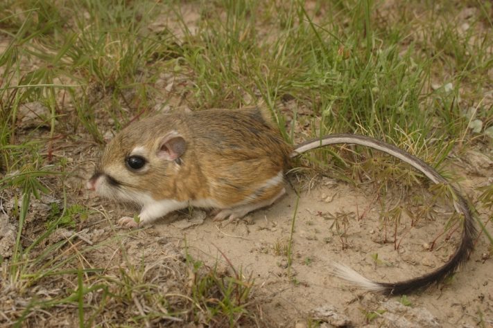 Rato-canguru (Dipodomys)