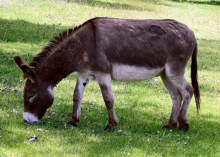 Apesar da legalidade no processo, há denúncias sobre a falta de um controle que impeça maus-tratos aos animais antes do abate. 

