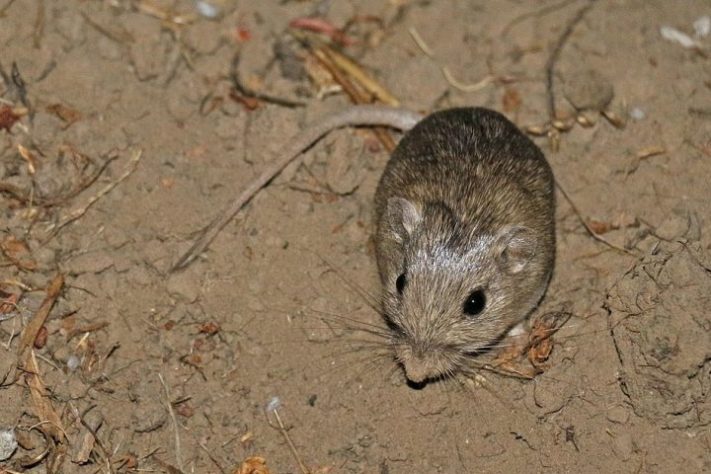 Ratinho de bolso - (Perognathus longimembris)