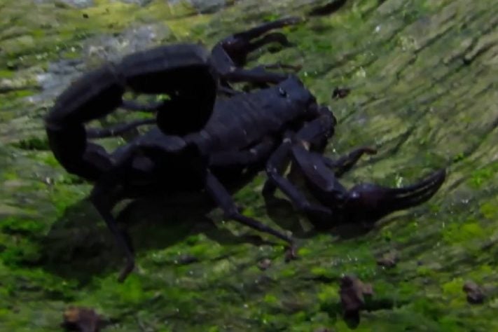 Escorpião da Amazônia (Brotheas amazonicus)