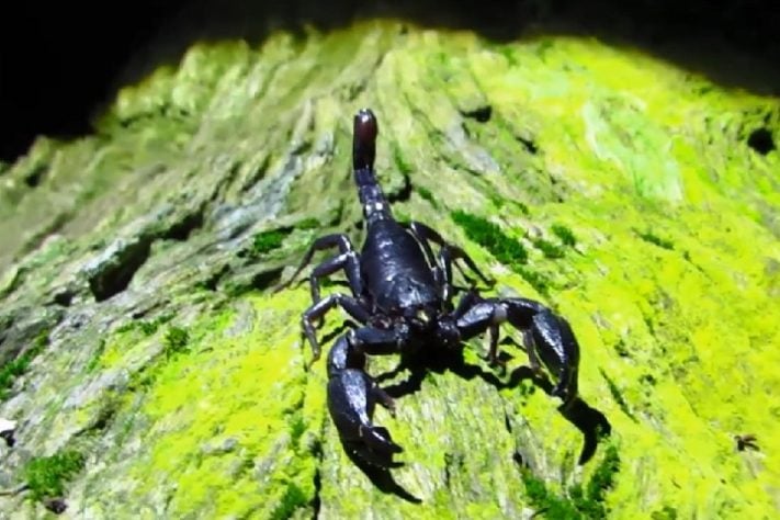 Escorpião da Amazônia (Brotheas amazonicus)