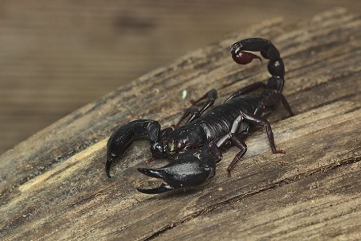 Toxina de escorpião da Amazônia pode eliminar células do câncer de mama