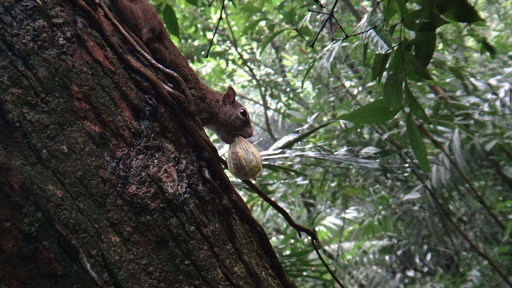 A dieta dos esquilos é variada: inclui sementes, frutas, brotos, cogumelos e até insetos. Eles têm o hábito de esconder comida no solo, o que ajuda na regeneração de florestas ao esquecerem parte dos estoques.