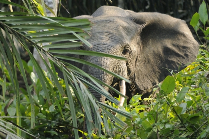 O apelido surgiu justamente por causa da raridade com que se encontra um indivíduo da espécie. A última aparição tinha sido em 2020.  E a União Internacional para a Conservação da Natureza classifica esse animal como 'criticamente ameaçado' de extinção. 
