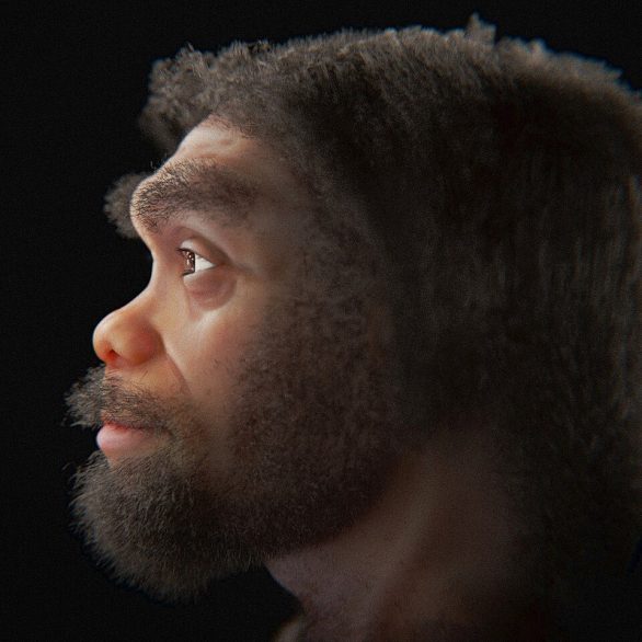 Acredita-se que eles tenham desaparecido há cerca de 30 a 50 mil anos, possivelmente devido a competição com humanos modernos ou mudanças climáticas.