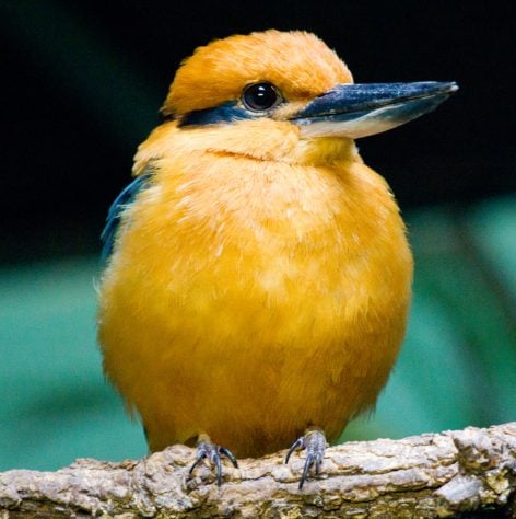 guarda-rios-de-Guam (Todiramphus cinnamominus) - pássaro dado como extinto voltou a se reproduzir em seu habitat natural