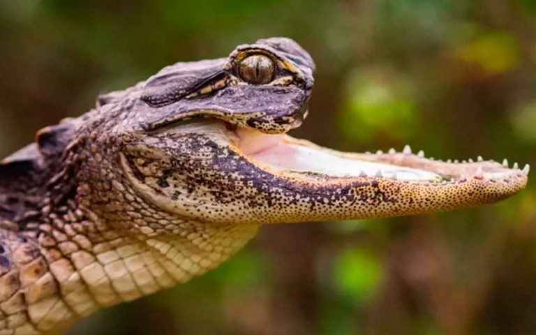 Jawlene - Jacaré sem maxilar viralizou nas redes sociais
