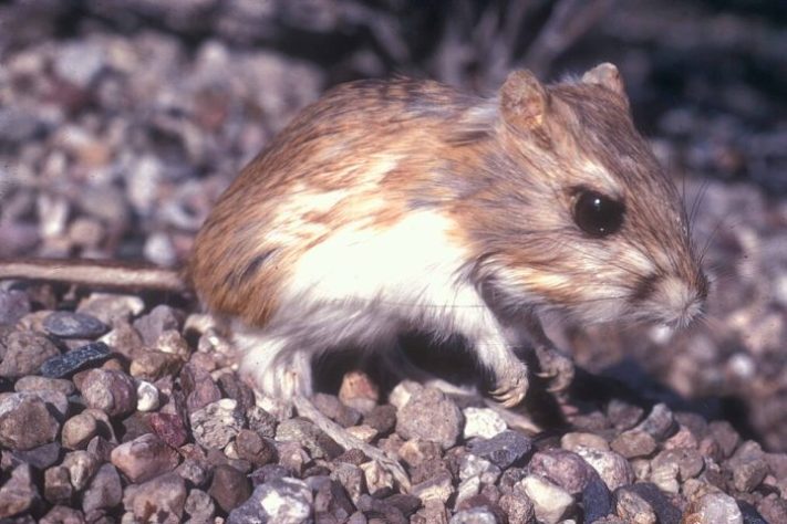 Rato-canguru (Dipodomys)