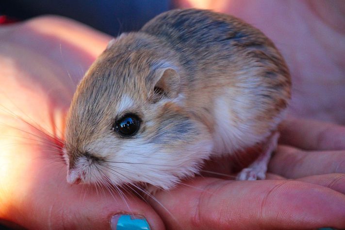 Rato-canguru (Dipodomys)