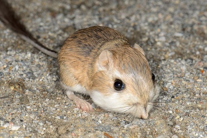 Rato-canguru (Dipodomys)