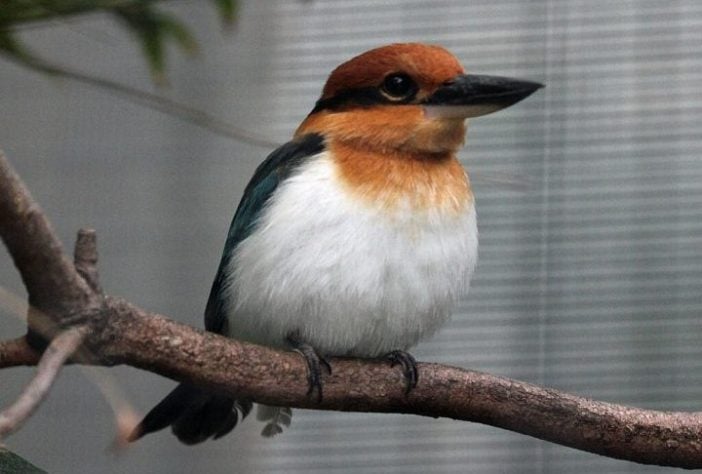 guarda-rios-de-Guam (Todiramphus cinnamominus) - pássaro dado como extinto voltou a se reproduzir em seu habitat natural