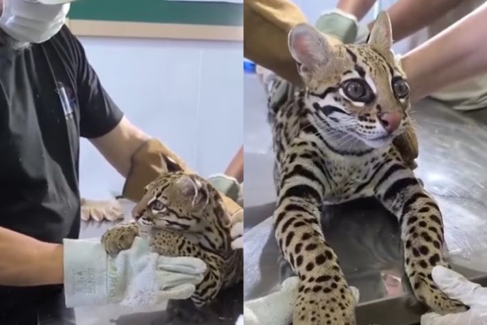 Montagem - jaguatirica Luh da Roça Ibama