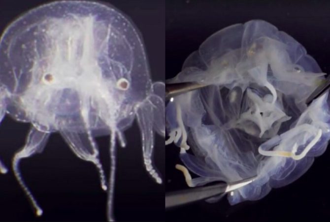 Cientistas descobrem espécie de água-viva com ‘remos’ e 24 olhos