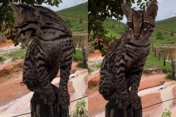 Montagem - jaguatirica Luh da Roça 