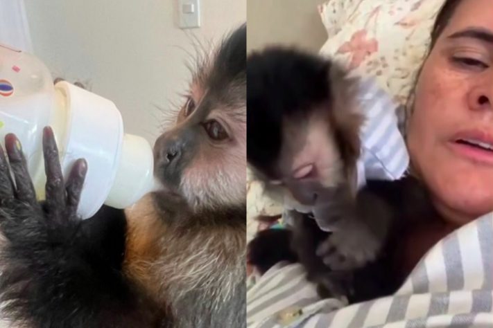 Montagem - Justiça determina que Ibama devolva macaca de estimação para família