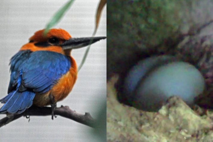 Montagem - guarda-rios-de-Guam (Todiramphus cinnamominus) - pássaro dado como extinto voltou a se reproduzir em seu habitat natural