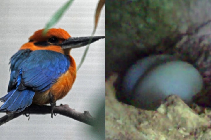 Montagem - guarda-rios-de-Guam (Todiramphus cinnamominus) - pássaro dado como extinto voltou a se reproduzir em seu habitat natural