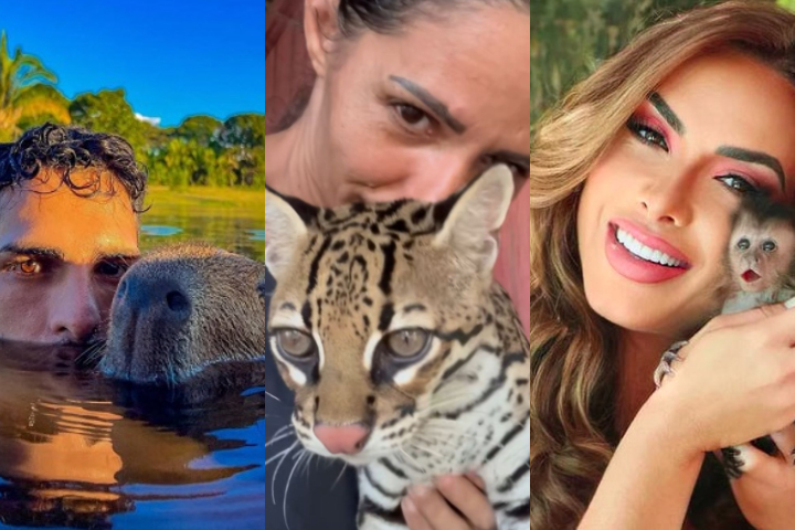 Montagem - Influenciadores digitais que criam animais silvestres