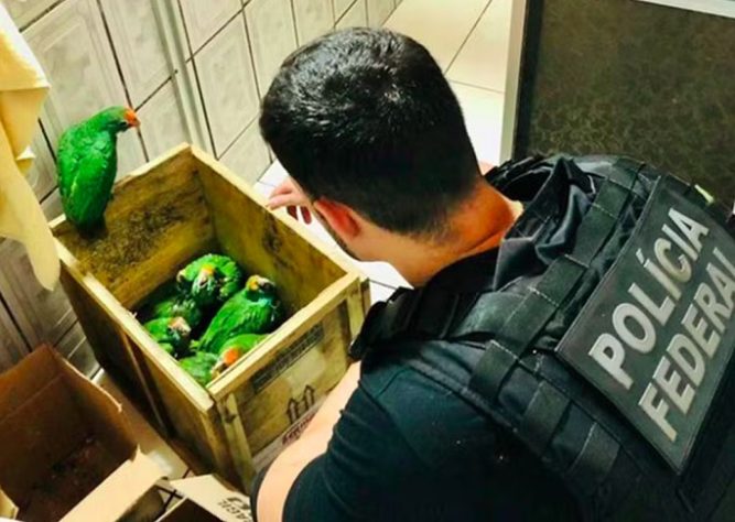 Polícia Federal - tráfico de animais silvestres