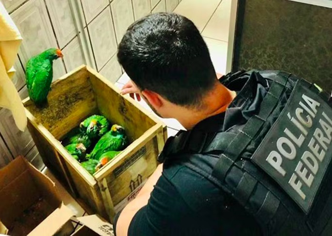 Embora os vídeos com animais pareçam inofensivos ou até adoráveis, especialistas argumentam que podem haver danos ocultos, como más condições nutricionais, estresse e comprometimento do sistema imunológico.