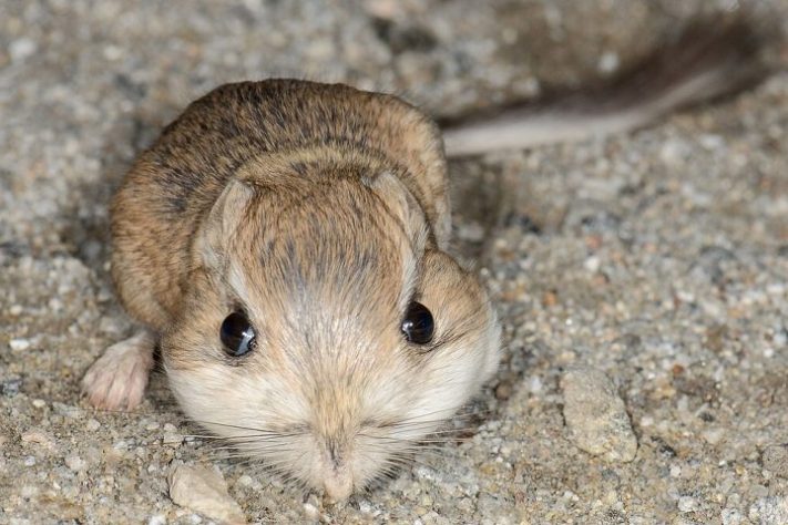 Rato-canguru (Dipodomys)