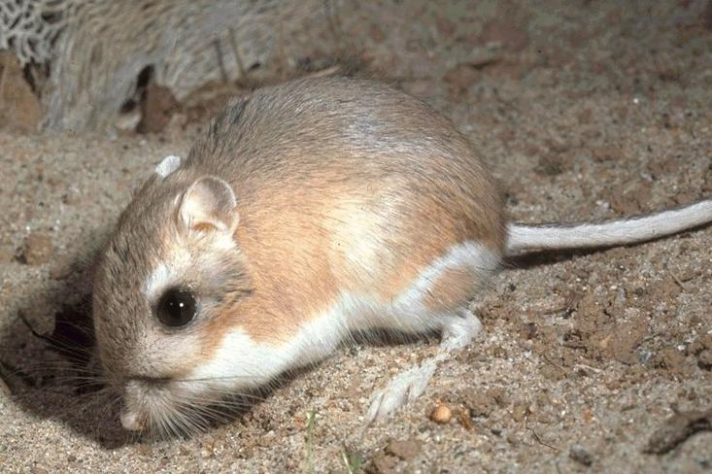 Rato-canguru (Dipodomys)
