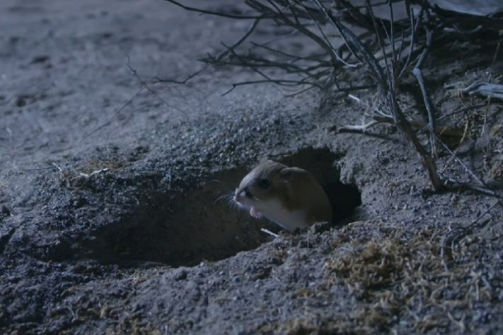 Rato-canguru