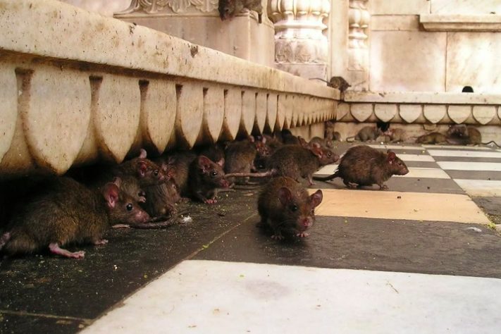 Ratos - foto NEUTRA