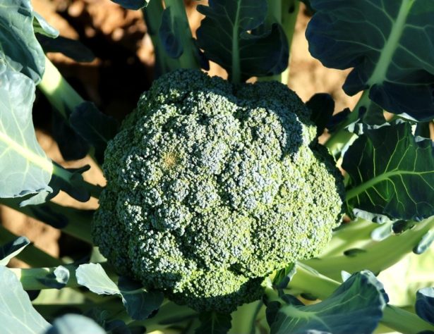 Alimentos contra calvície 