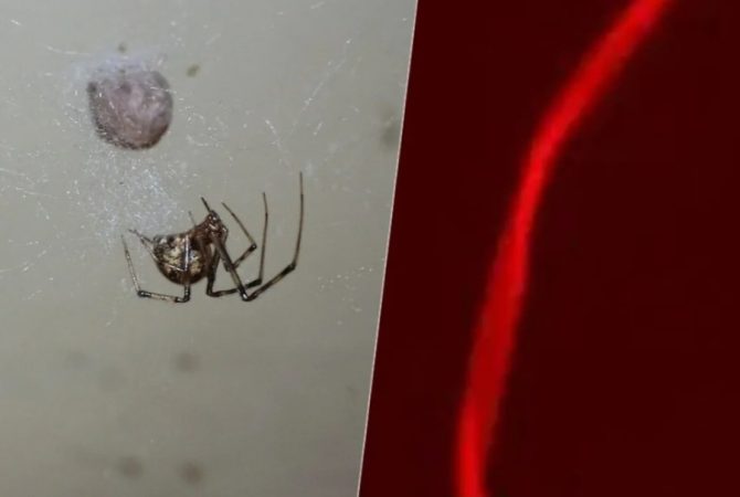 Cientistas fazem experimento e aranhas passam a produzir teias vermelhas