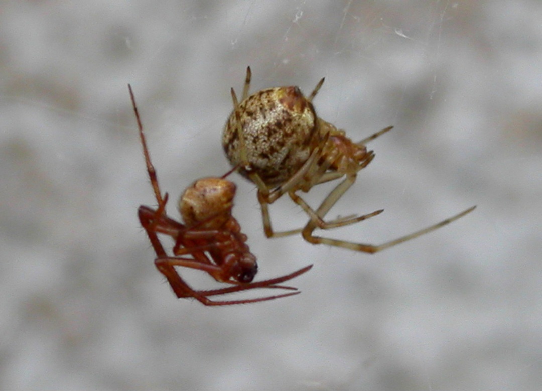 A equipe de pesquisa usou espécimes da aranha-doméstica americana (Parasteatoda tepidariorum),  que usa sua teia não apenas para caçar, mas também para proteger seus ovos.