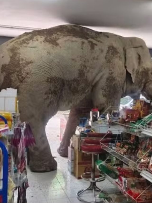 Só nas guloseimas: Elefante foge de parque e invade mercado pra fazer uma ‘boquinha’