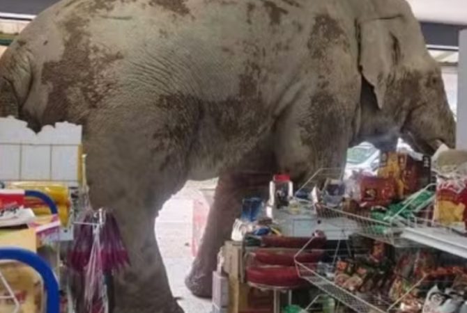 Elefante foge de parque, invade mercado e faz banquete com guloseimas