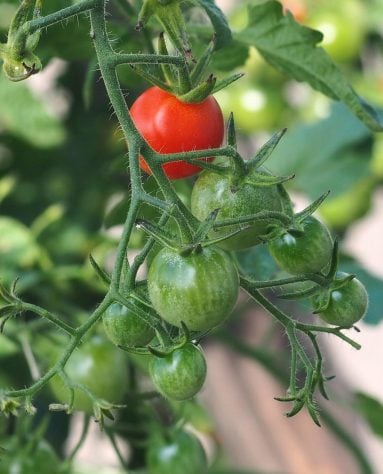 Tomate