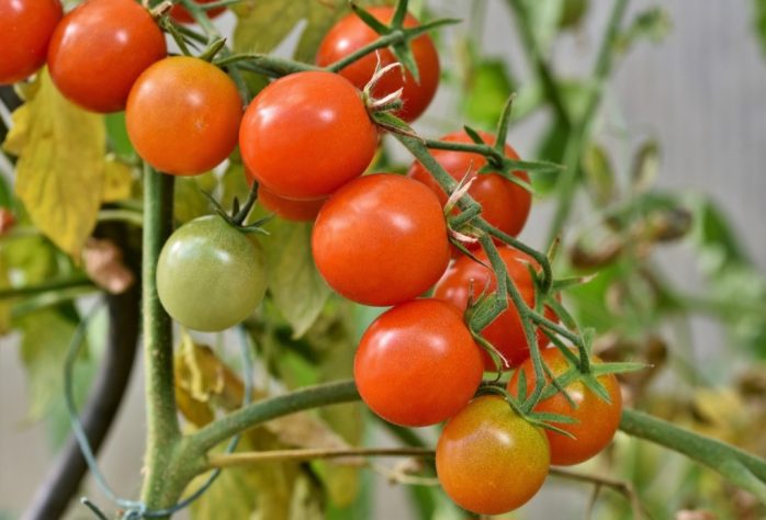 Tomate
