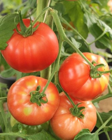 Tomate