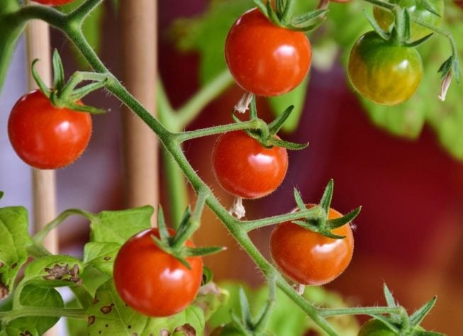 Tomate