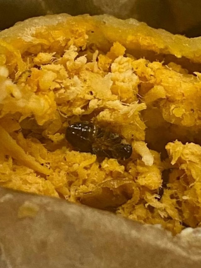 Baratas voltam a ser encontradas em alimentos no Rio de Janeiro; cliente passou mal