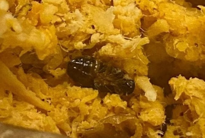 Baratas voltam a ser encontradas em alimentos no Rio de Janeiro; cliente passou mal