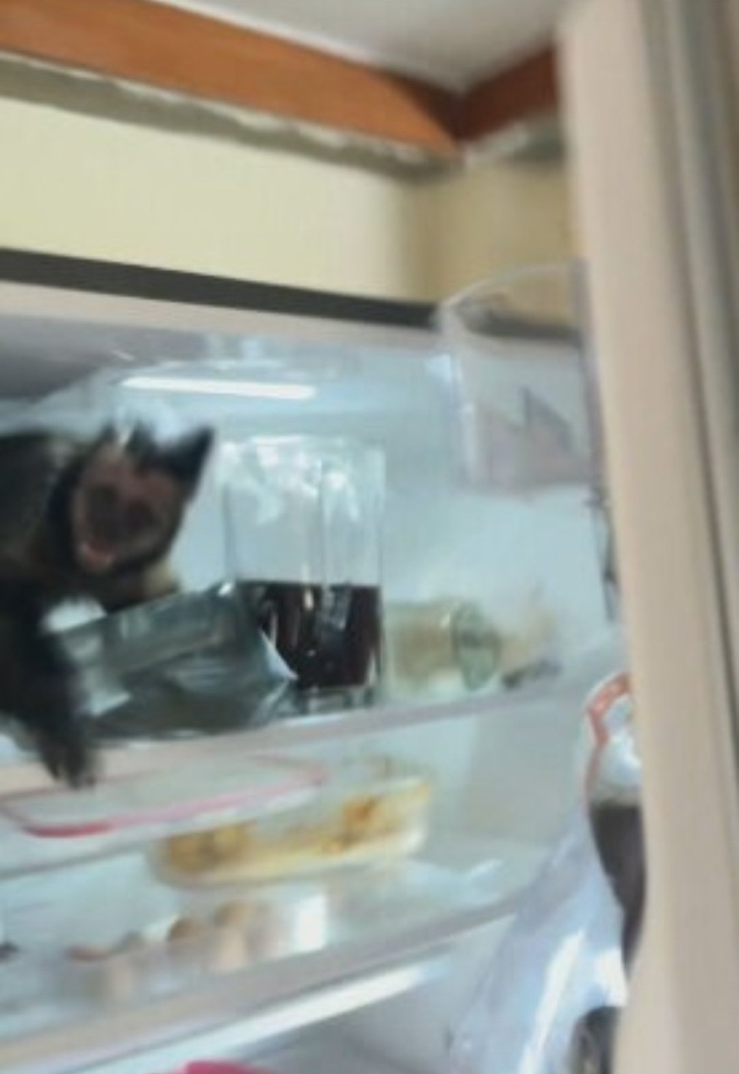 O estudante disse que macacos costumam entrar na residÃªncia, que fica numa Ã¡rea de mata, para pegar alimentos. Mas dentro da geladeira foi a primeira vez.-ReproduÃ§Ã£o TV Globo 