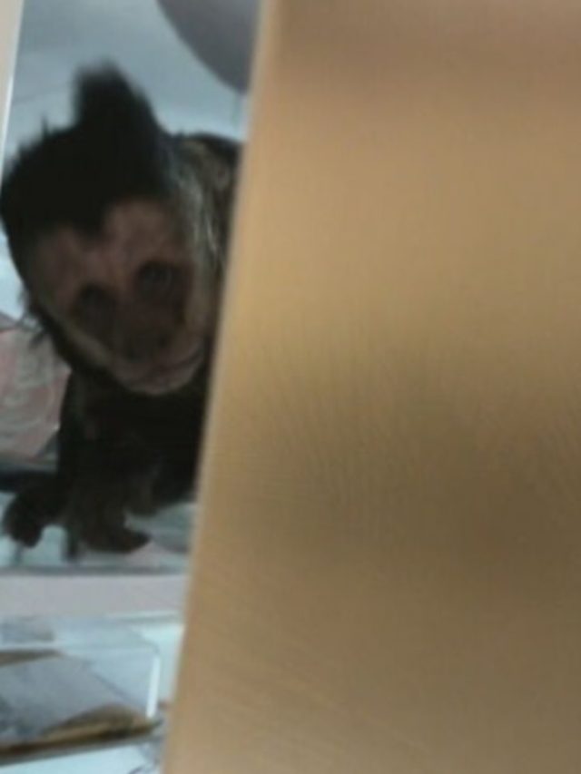 Estudante carioca abre a geladeira e encontra um macaco-prego