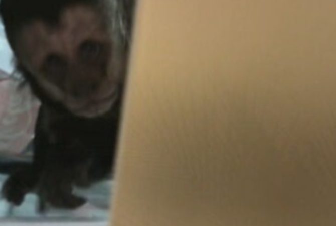 Estudante carioca abre a geladeira e encontra um macaco-prego