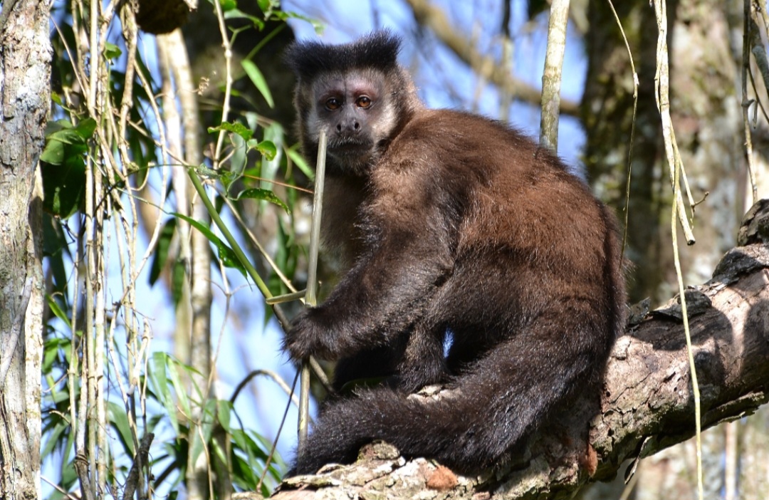 Existem várias espécies de macaco-prego, mas a mais comum no Rio de Janeiro é  o macaco-prego-preto com pelagem escura e porte robusto.

-Diego Persano wikimedia commons 