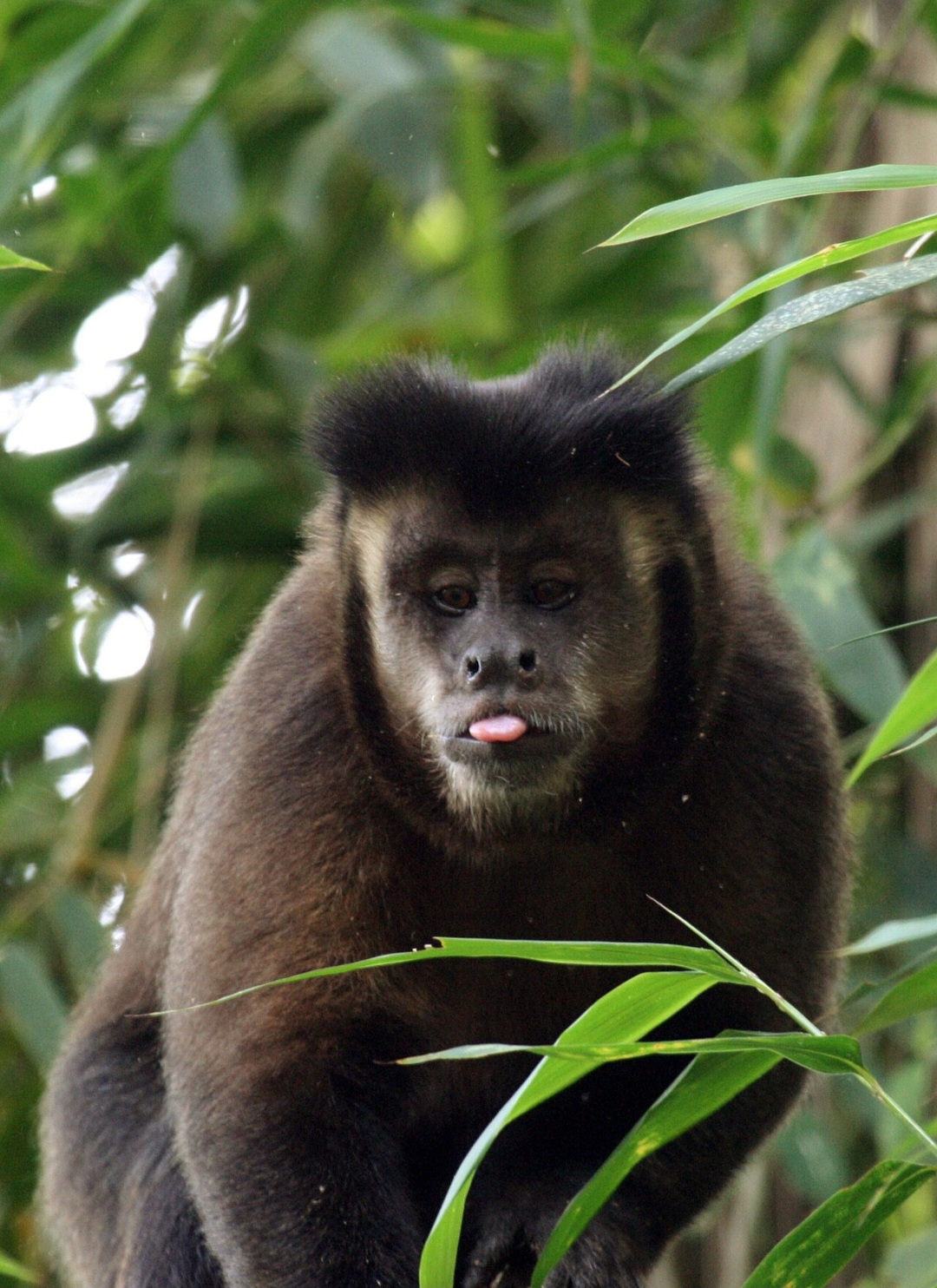 Esse macaco não está em risco de extinção mas enfrenta dificuldades com a fragmentação do habitat.  Por outro lado há espécies que estão sob ameaça. -Kenny Ross wikimedia commons 