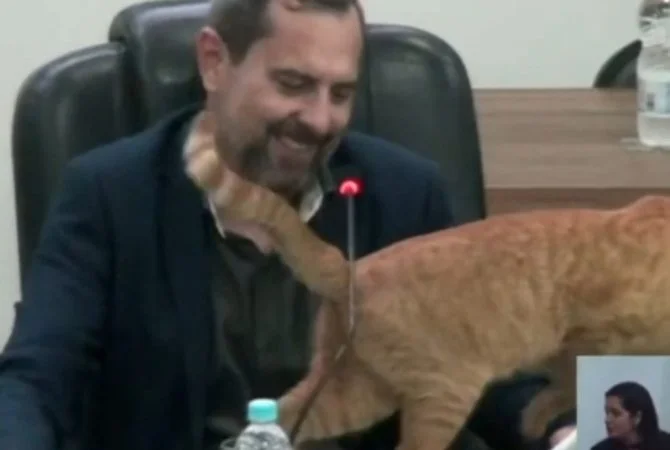 Gato ‘vereador’ arranca risadas em sessão parlamentar em Votuporanga